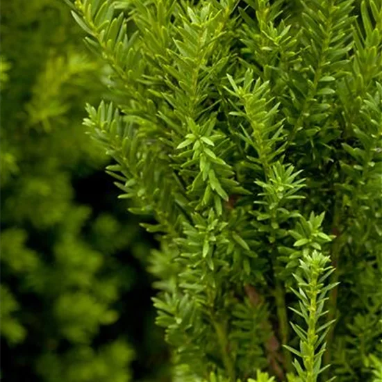 Taxus media (x) 'Hillii'