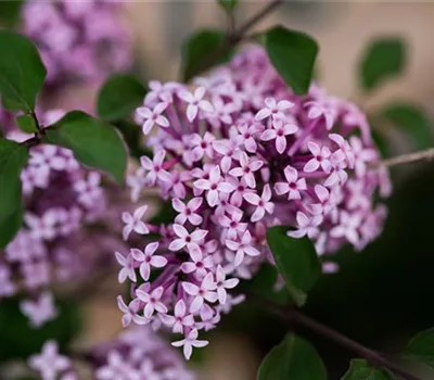 Syringa 'Josée'