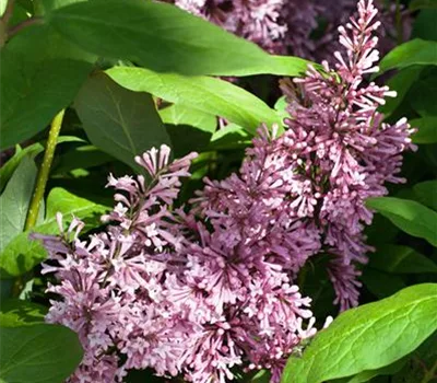 Syringa (Villosae-Gruppe) 'James Macfarlane'