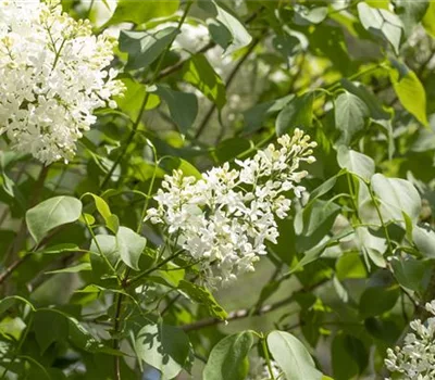 Syringa (Villosae-Gruppe) 'Agnes Smith'