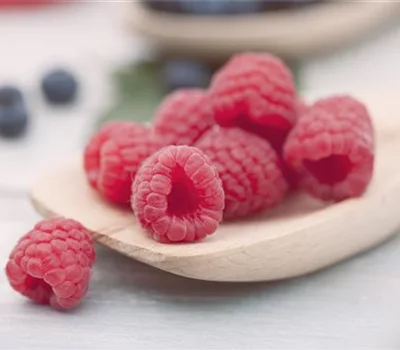 Rubus (Sommer-Himbeere) 'Meeker'