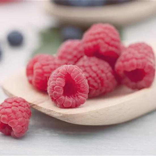 Rubus (Sommer-Himbeere) 'Meeker'