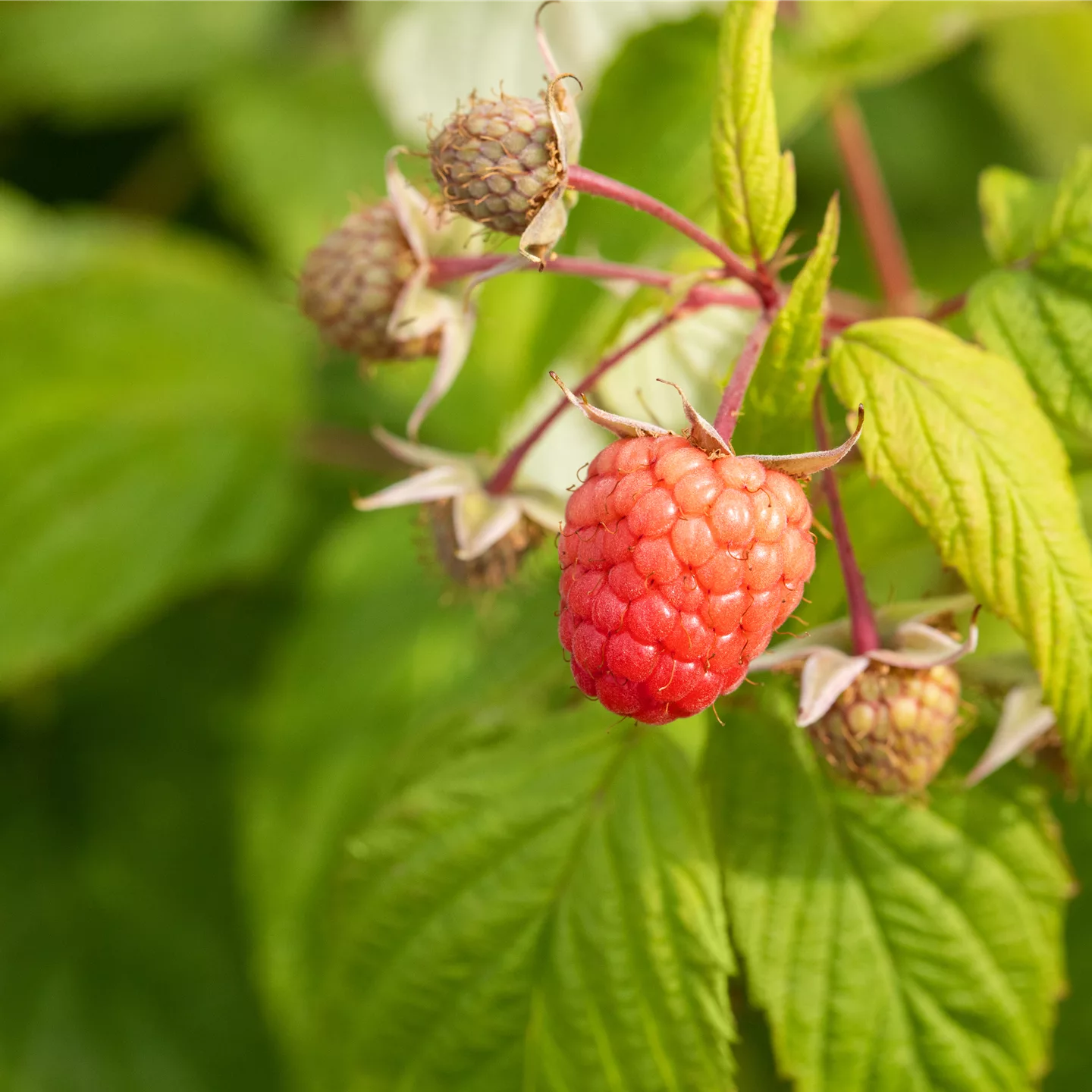 Rubus (Herbst-Himbeere) 'Autumn Bliss' (Blizzy)