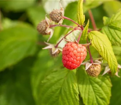 Rubus (Herbst-Himbeere) 'Autumn Bliss' (Blizzy)