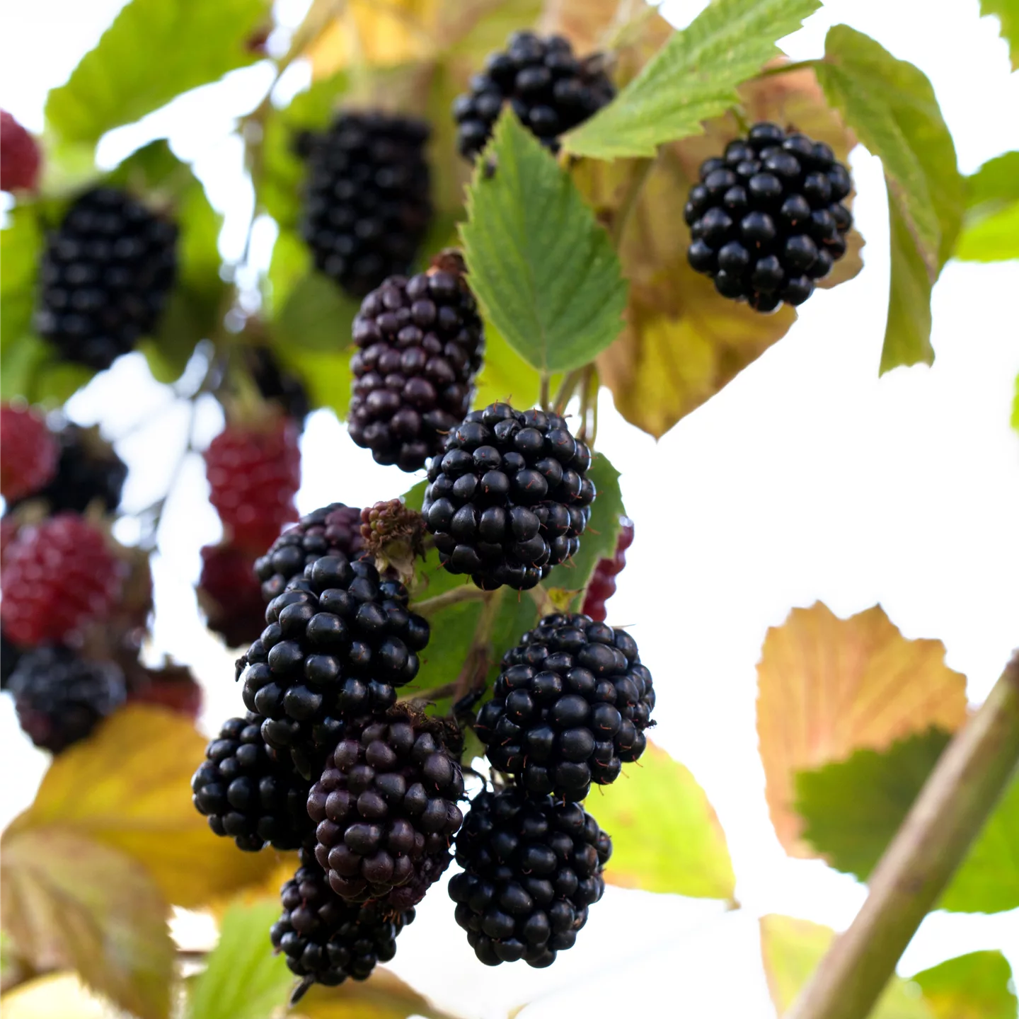 Rubus (Brombeere) 'Reuben'