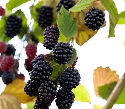 Rubus (Brombeere) 'Reuben'