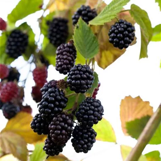 Rubus (Brombeere) 'Reuben'