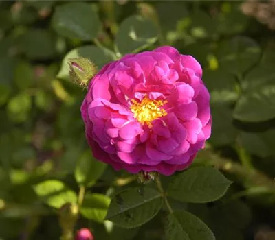 Rosa centifolia (x) 'Muscosa'