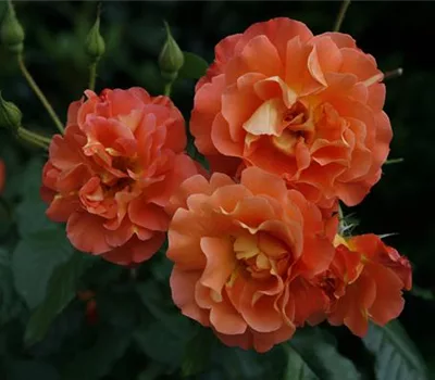 Rosa (Strauchrose) 'Westerland'