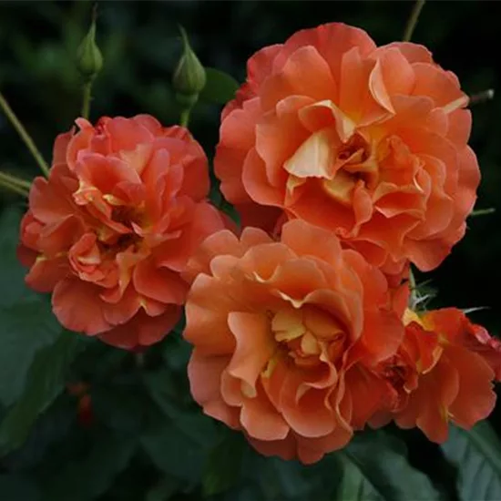 Rosa (Strauchrose) 'Westerland'