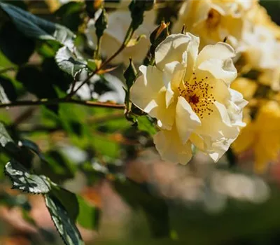 Rosa (Strauchrose) 'Frühlingsgold'