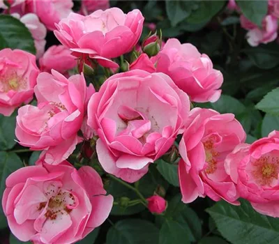 Rosa (Strauchrose) 'Angela'