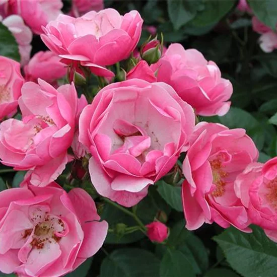 Rosa (Strauchrose) 'Angela'