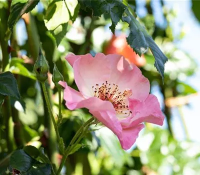 Rosa (Kletterrose) 'Summer Wine'