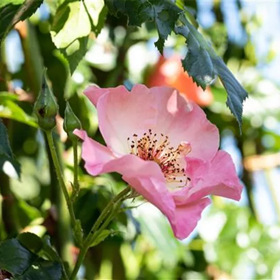 Rosa (Kletterrose) 'Summer Wine'