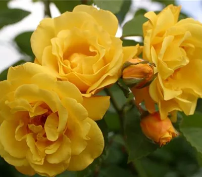 Rosa (Kletterrose) 'Golden Gate'