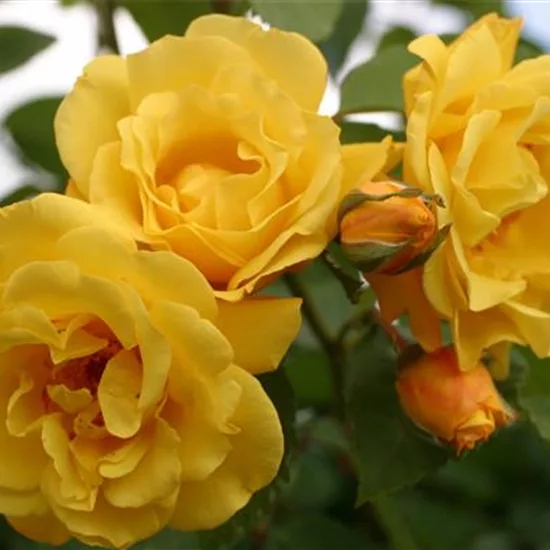 Rosa (Kletterrose) 'Golden Gate'