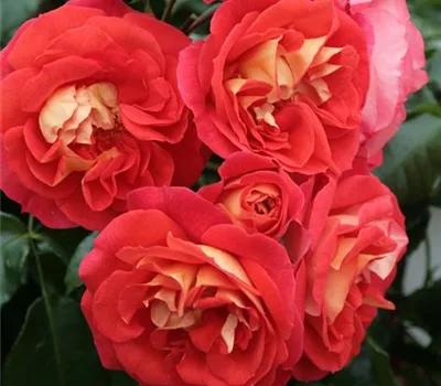 Rosa (Floribundarose) 'Gebrüder Grimm'