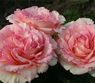 Rosa (Englische Rose) 'Souvenir de Baden-Baden'