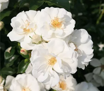 Rosa (Bodendeckerrose) 'Innocencia'