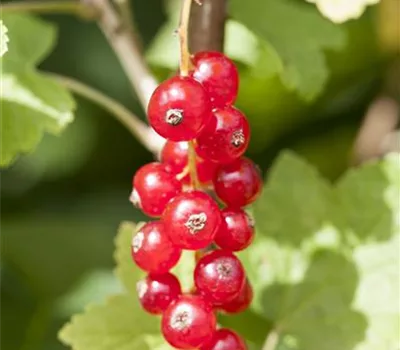 Ribes (Johannisbeere, rot) 'Jonkheer van Tets'