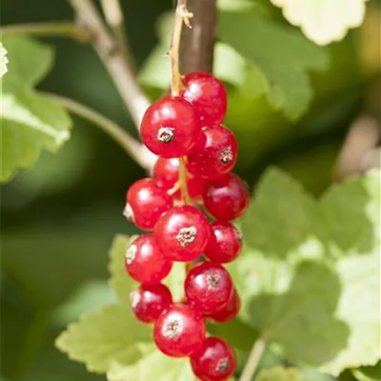 Ribes (Johannisbeere, rot) 'Jonkheer van Tets'