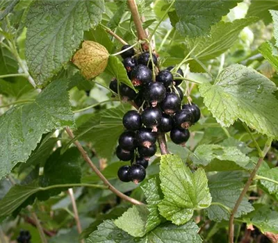 Ribes (Johannisbeere, Cassis) 'Titania'