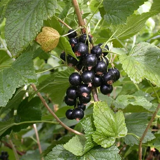 Ribes (Johannisbeere, Cassis) 'Titania'