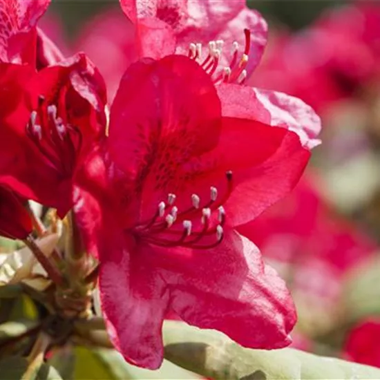 Rhododendron 'Feuerschein'