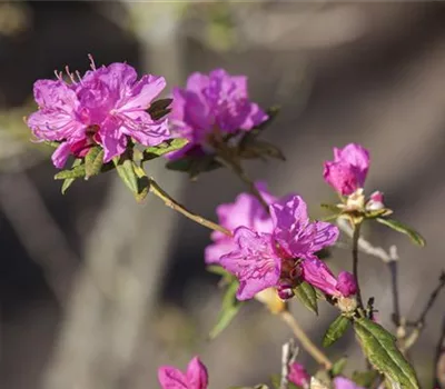 Rhododendron dauricum 'Ostara'