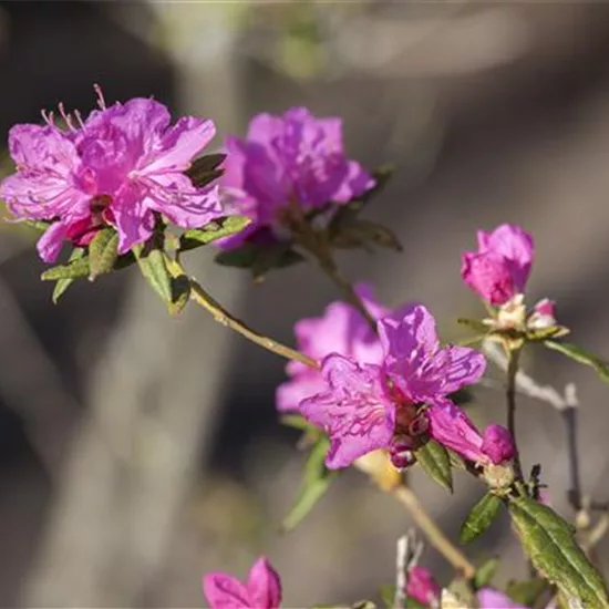 Rhododendron dauricum 'Ostara'