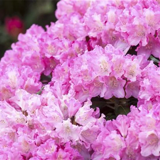 Rhododendron (Yakushimanum-Gruppe) 'Kalinka'