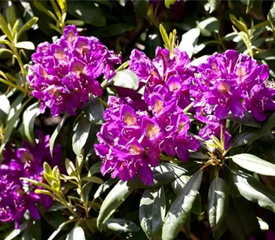 Rhododendron (Ponticum-Gruppe) 'Marcel Menard'