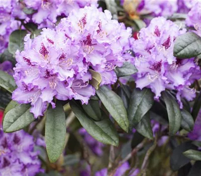 Rhododendron (Ponticum-Gruppe) 'Blue Peter'