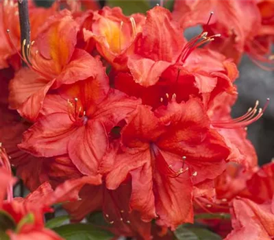 Rhododendron (Mollis Azalee) 'Feuerwerk'