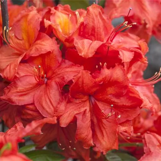 Rhododendron (Mollis Azalee) 'Feuerwerk'