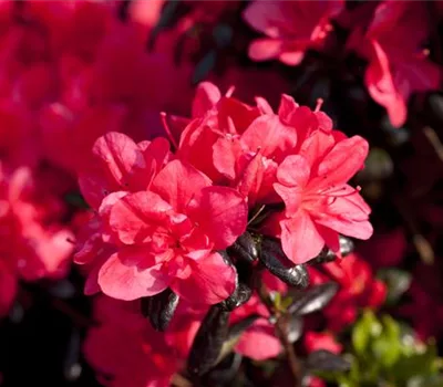 Rhododendron (Japanische Azalee) 'Maruschka'