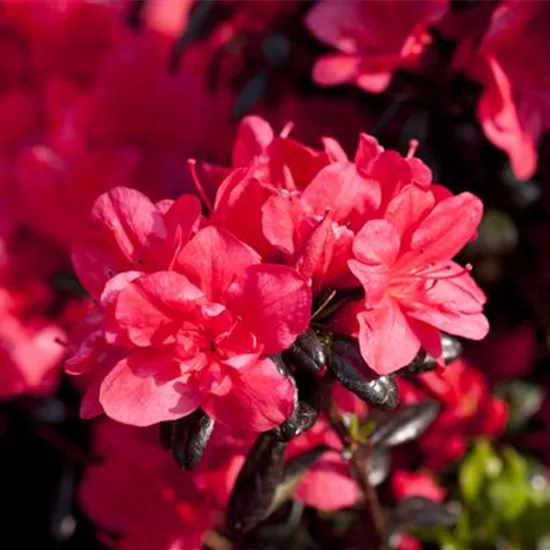 Rhododendron (Japanische Azalee) 'Maruschka'