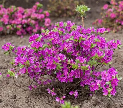 Rhododendron (Japanische Azalee) rosa