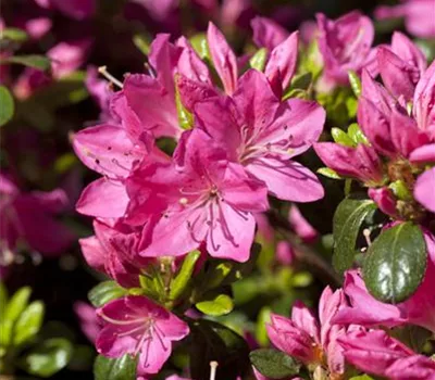 Rhododendron (Japanische Azalee) 'Kermesina'