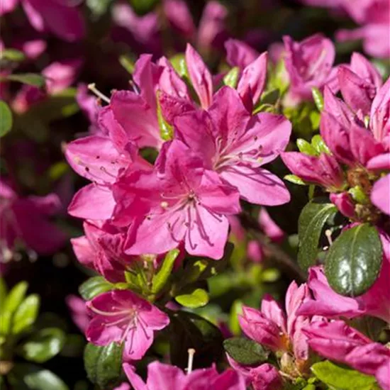 Rhododendron (Japanische Azalee) 'Kermesina'