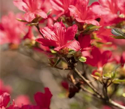 Rhododendron (Japanische Azalee) 'Hino Crimson'