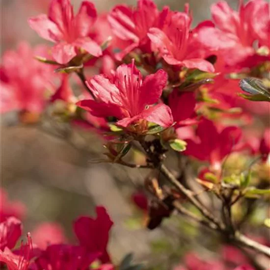 Rhododendron (Japanische Azalee) 'Hino Crimson'