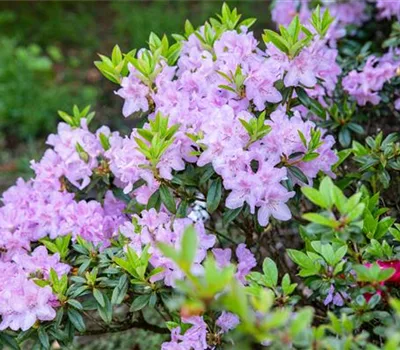 Rhododendron (Japanische Azalee) 'Blue Danube'