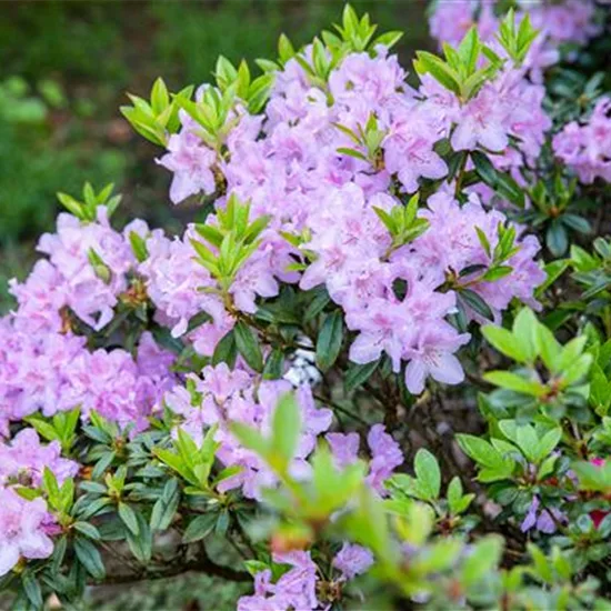 Rhododendron (Japanische Azalee) 'Blue Danube'