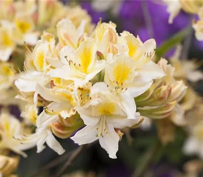 Rhododendron (Ghent Azalee) 'Daviesii'