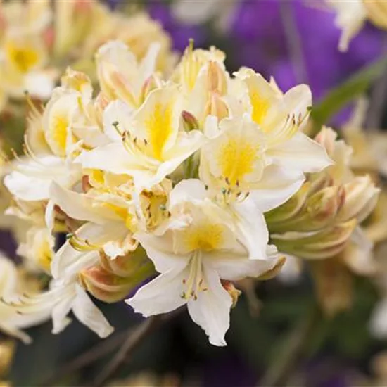 Rhododendron (Ghent Azalee) 'Daviesii'