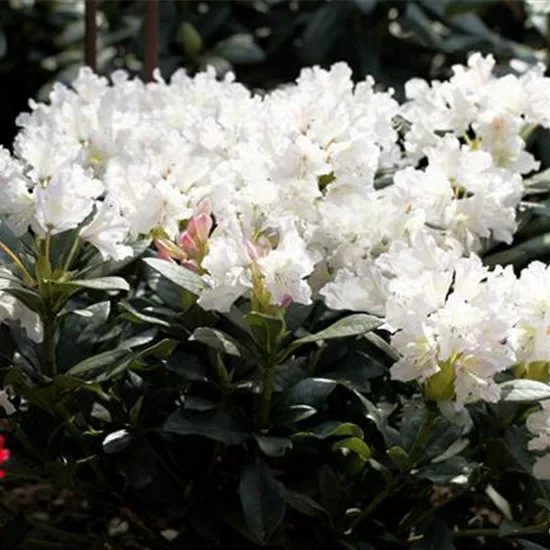 Rhododendron (Caucasicum-Gruppe) 'Cunningham's Whi