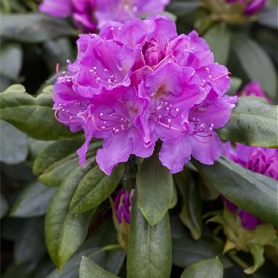 Rhododendron (Cat-Grp) 'Lee's Dark Purple'