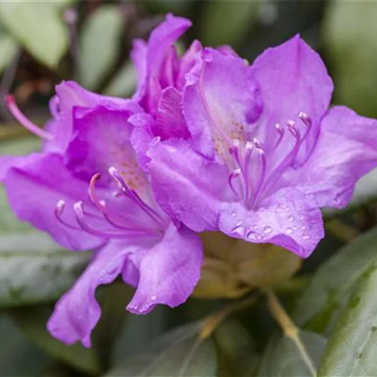 Rhododendron (Catawbiense-Grp) 'Boursault'